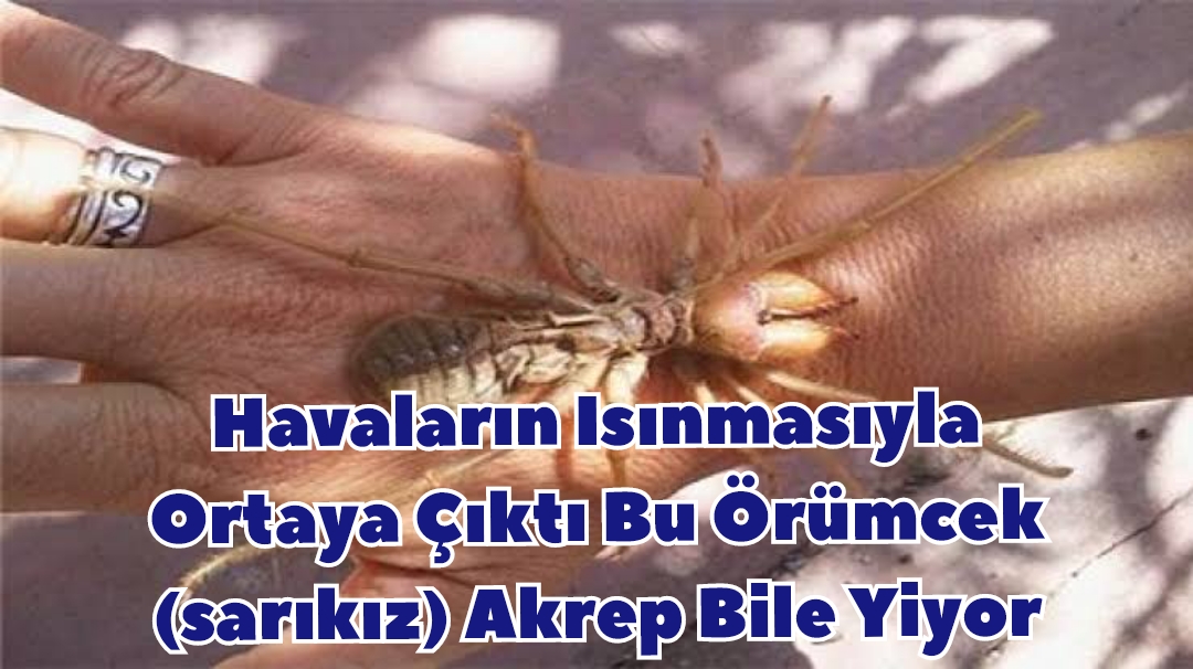 Havaların Isınmasıyla Ortaya Çıktı Bu Örümcek (sarıkız) Akrep Bile Yiyor