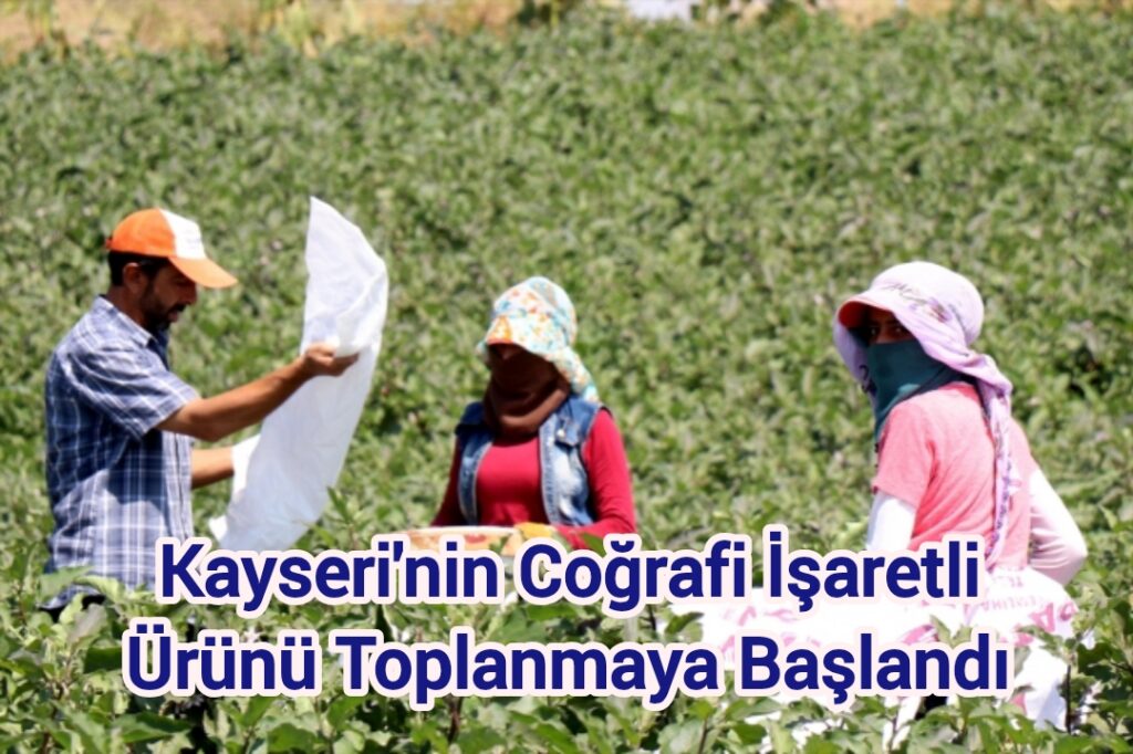 Kayseri’nin Coğrafi İşaretli Ürünü Toplanmaya Başlandı  Turşusuda Yapılıyor Reçelide