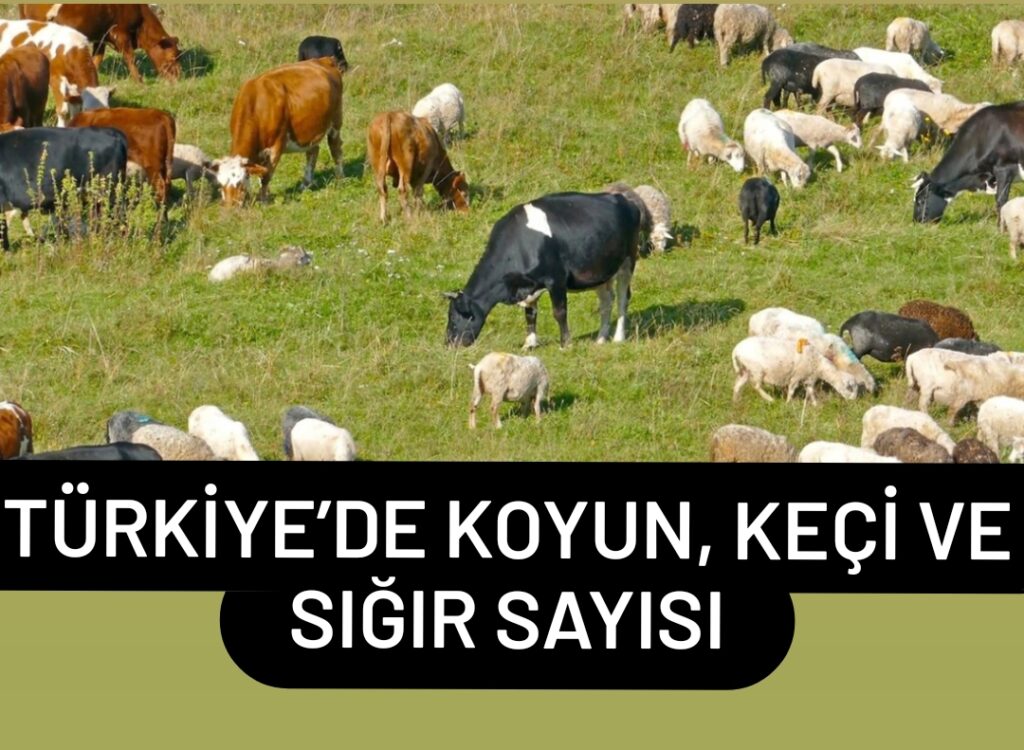 Türkiye’de Koyun, Keçi ve Sığır Sayısı