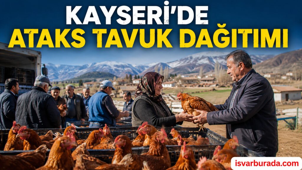 Kayseri’de Tavuk Dağıtımı Yapılacak